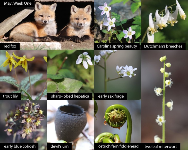 May nature