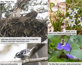 May nature thumbnail