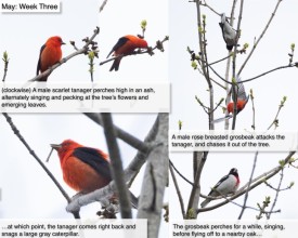 May nature thumbnail