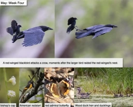 May nature thumbnail
