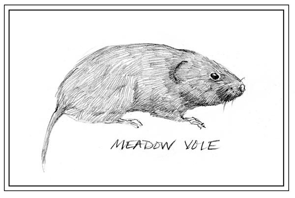 Super Vole thumbnail