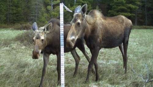 Measuring moose