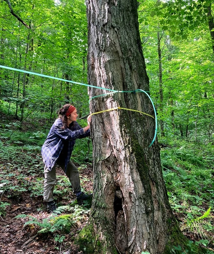 Measuring sugar maple