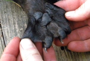 Unidentified Paw thumbnail