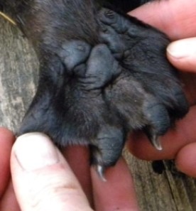 mesial_cropped.jpg thumbnail