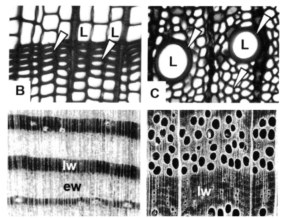 The Science Behind Tree Rings | Summer 2025 | Articles | Forest Insights, image size:1200x920