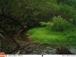 Late Summer in Mid-March Photo: Northern Woodlands