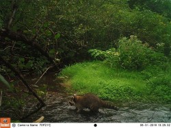 Late Summer in Mid-March Photo: Northern Woodlands