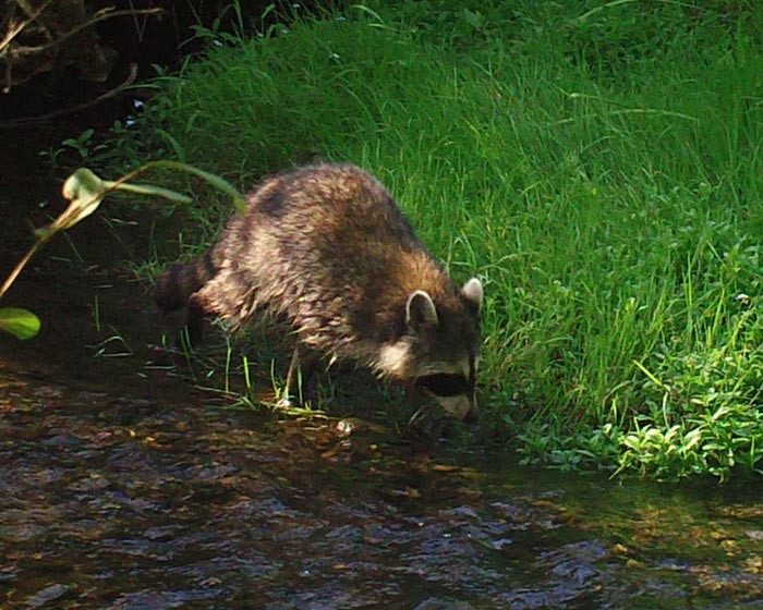 Late Summer in Mid-March