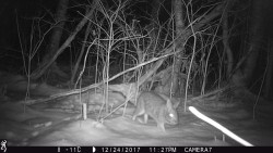 Tale of the Midnight Bunny Photo: Olivia Richards and Schyler Schewe