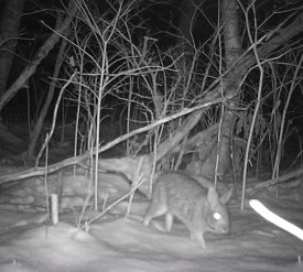 Midnight_Bunny_Lead.jpg thumbnail