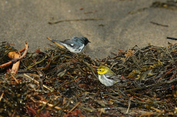 Birds on a Beach