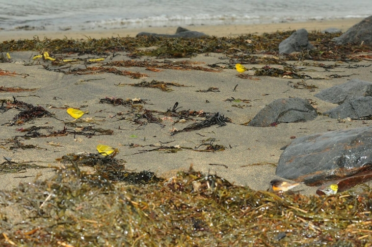 Birds on a Beach