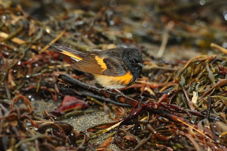 Birds on a Beach