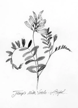 milk_vetch.jpg thumbnail