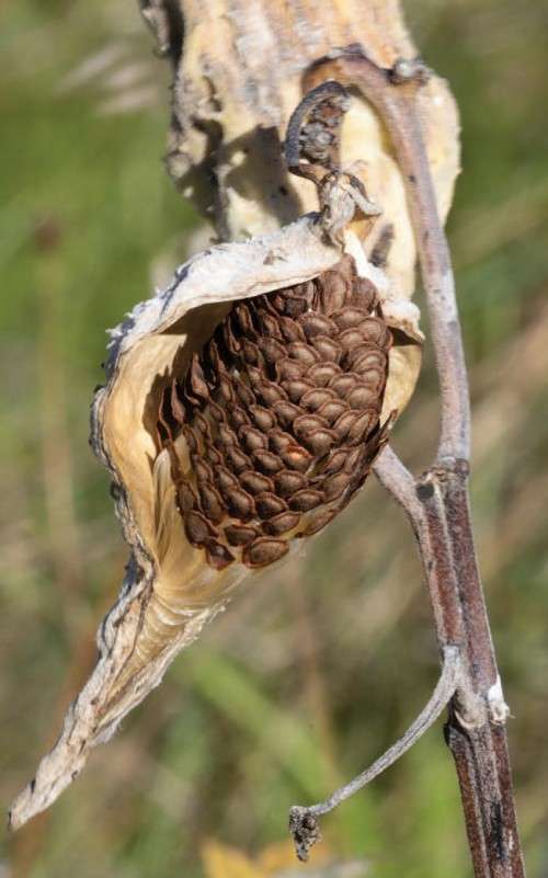 Milkweed seedpods