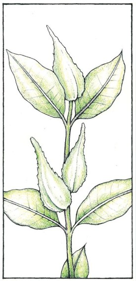 milkweed_foraging.jpg thumbnail