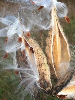milkweed_october_w.jpg