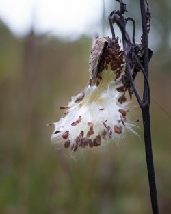 milkweed_w18.jpg