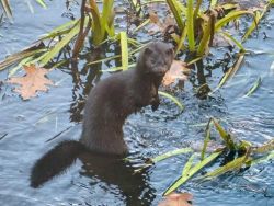mink_snarl_sm_web2.jpg