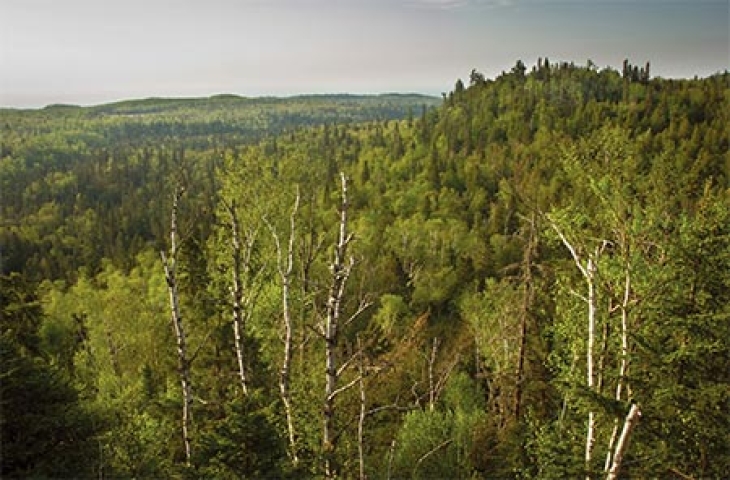 The Great Forest Migration