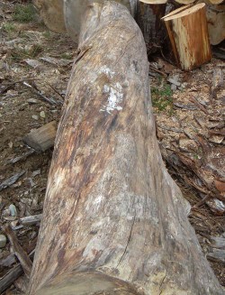 Of Wood and Moisture Photo: Northern Woodlands