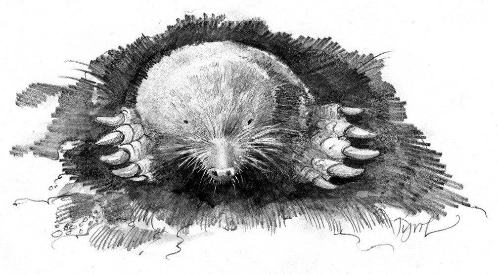 For Moles, a Life of Toil in the Soil thumbnail