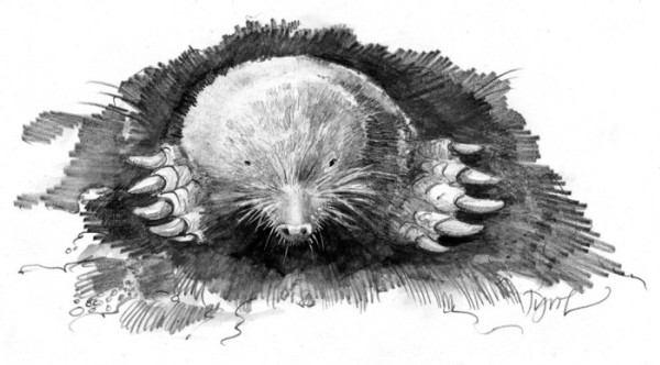 For Moles, a Life of Toil in the Soil