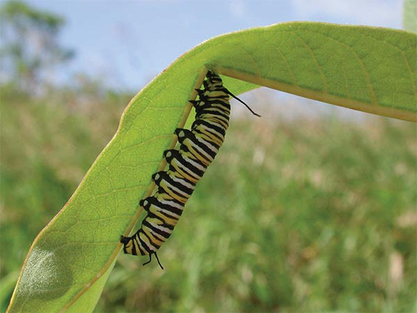 Milkweed Evolves To Shrug Off Predation