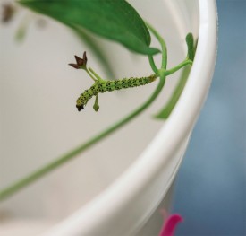 monarch_disc19_1.jpg thumbnail