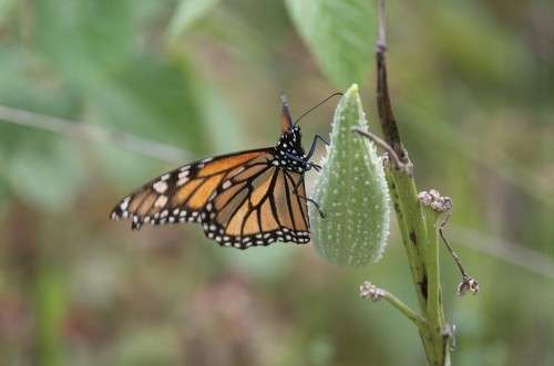 Unripe milkweed