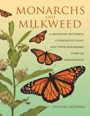 Monarchs and milkweed thumbnail