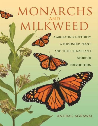 Monarchs and milkweed Image