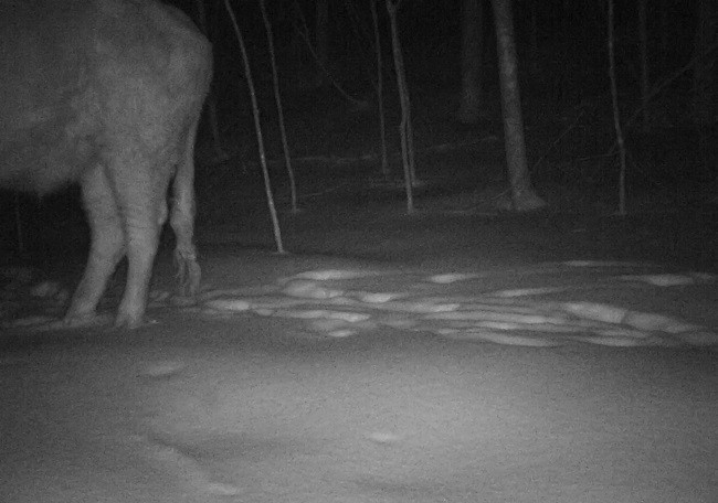 Last Cow In The Woods thumbnail