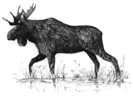 Moose_brainworm.jpg thumbnail