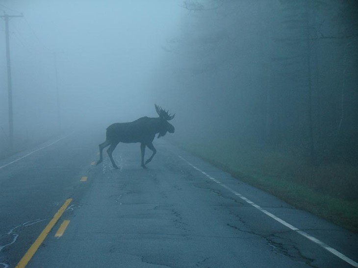 How Did the Moose Cross the Road? Reconnecting a Broken Landscape