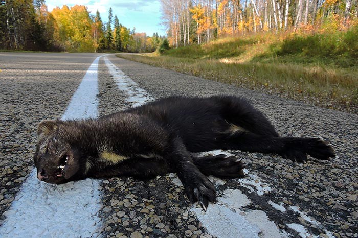 How Did the Moose Cross the Road? Reconnecting a Broken Landscape