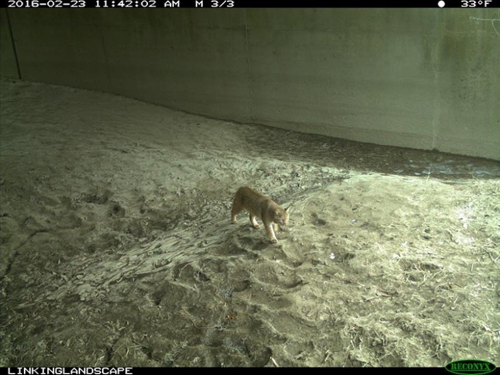 How Did the Moose Cross the Road? Reconnecting a Broken Landscape