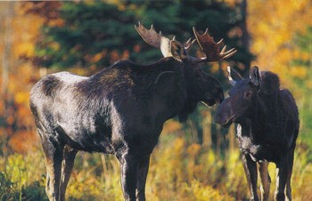 Opposing Effects on the Size of Moose