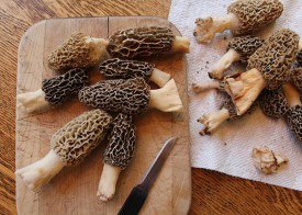 Morel_Mushrooms.jpg thumbnail