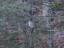 morning_owl_sm_web18.jpg