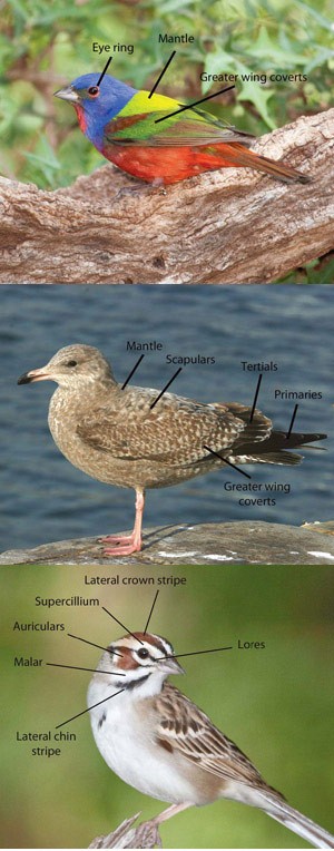 Bird Morphology thumbnail