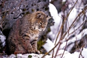 Woods Ghost: Bobcats on a Comeback thumbnail