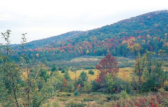 Managing a Mosaic Forest thumbnail