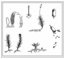 mosspix_800.jpg thumbnail