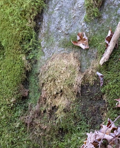 Moss mystery Image