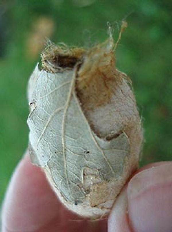 Night Flyers: North American Silk Moths Face Invasive Challenge