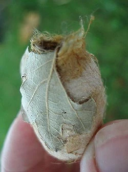 moth1a.jpg