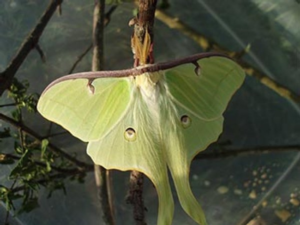 Night Flyers: North American Silk Moths Face Invasive Challenge