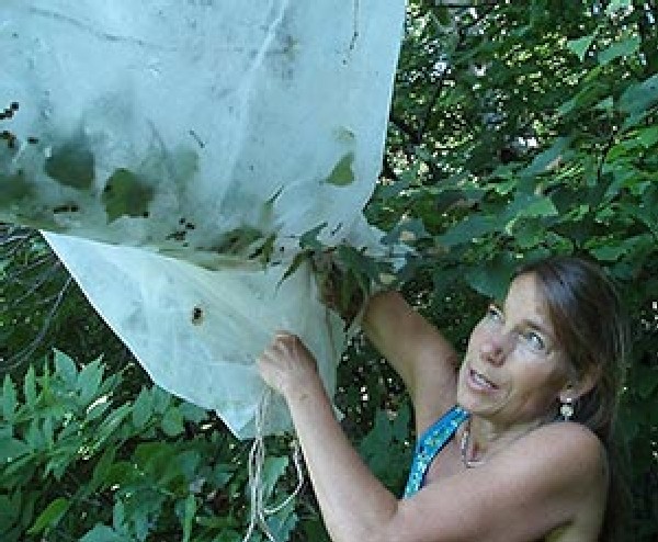 Night Flyers: North American Silk Moths Face Invasive Challenge